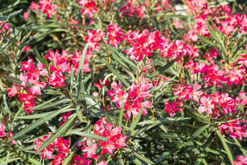 Bright pink oleander flowers with narrow green leaves in full sunlight, vibrant garden plant