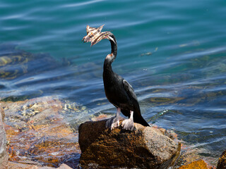 Australasian Darter (Anhinga novaehollandiae) eating a fish on the rocks at Nelson Bay Port Stephens NSW Australia.