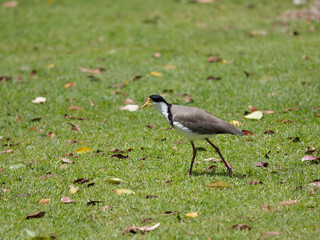 Masked-Lapwing or Plover (Vanellus miles) at a park standing on  green grass.