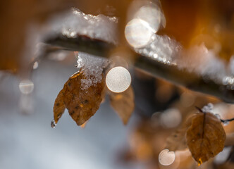 macro sur feuilles d' hêtre en hiver , Drôme.