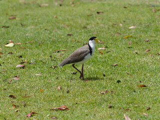 Masked-Lapwing or Plover (Vanellus miles) at a park standing on  green grass.