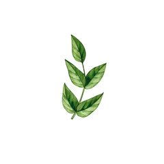 Branch watercolor. Perfect for DIY projects, cards, invitations, posters, scrapbooking, branding, packaging. Flowers blooming for both digital and print use.