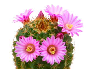 Prickly cactus plant with radiant pink blooms, isolated on transparent background PNG