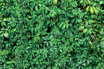 Dense green Virginia creeper leaves forming a natural botanical wall in lush vibrant texture