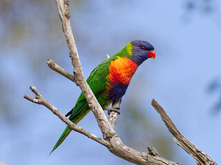 Rainbow Lorikeet (Trichoglossus moluccanus) perched on a branch  with bokeh background