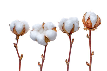 Four cotton bolls on stems against black