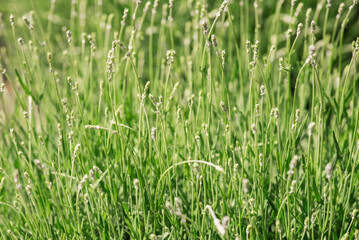 Lavender fields sway gently in the warm summer sun at a tranquil garden