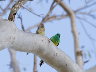 Male and female pair of  Red-rumped parrot (Psephotus haematonotus), also known as the red-backed parrot or grass parrot perched on a gum tree branch