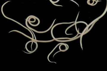 The nematodes (Nematoda), roundworms or eelworms constitute the phylum Nematoda. Species in the...
