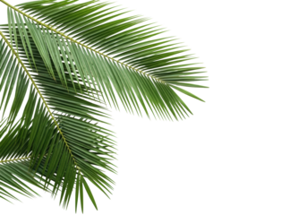 Lush, vibrant green palm fronds with detailed pinnate leaflets, extending gracefully from the top and left corners, isolated on a bright transparent background with ample copy space, flat lay, simple