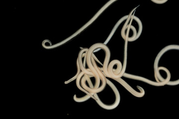 The nematodes (Nematoda), roundworms or eelworms constitute the phylum Nematoda. Species in the...