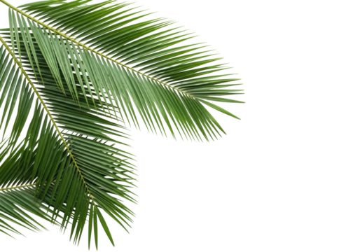 Lush, vibrant green palm fronds with detailed pinnate leaflets, extending gracefully from the top and left corners, isolated on a bright transparent background with ample copy space, flat lay, simple