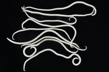 The nematodes (Nematoda), roundworms or eelworms constitute the phylum Nematoda. Species in the...