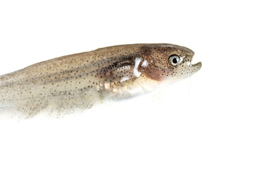 The nematodes (Nematoda), roundworms or eelworms constitute the phylum Nematoda. Species in the phylum inhabit a broad range of environments. Found in freshwater crabs.