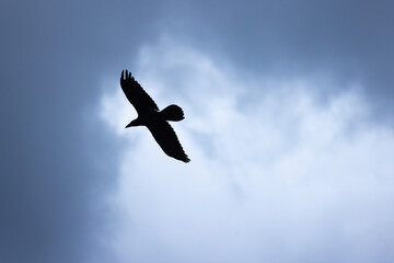 Black crow flying against a dramatic cloudy sky, wings outstretched in graceful silhouette