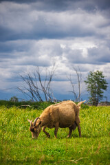 Horned brown goat grazing on fresh green grass under dramatic cloudy sky in rural pasture with trees and dried branches in background