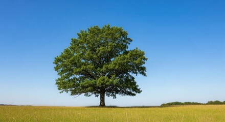 Obraz premium Lone Oak Tree In Summer Field