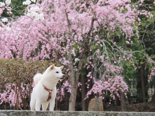 満開の桜と白い犬