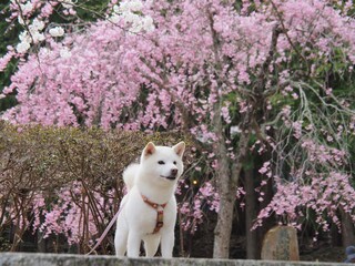 満開の桜と白い犬