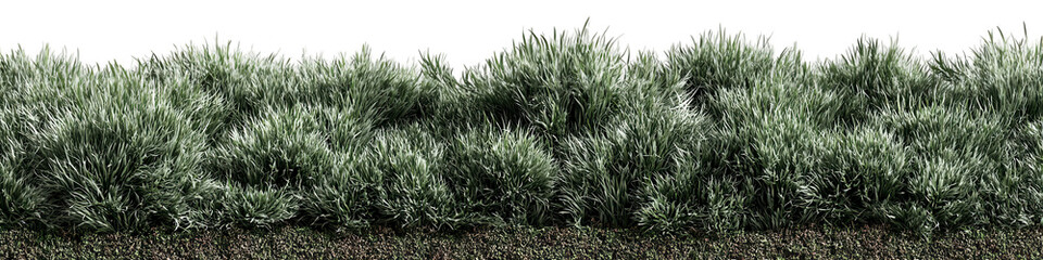 Dense, greyish-green shrubbery border