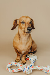 Dachshund with colorful rope toy sitting on beige background for pet product and marketing concept