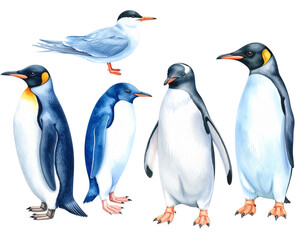 Obraz premium Isolated image of two penguins on a white background