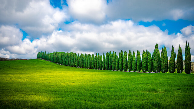 Cypress tree avenue in the Tuscan countryside Italy on a sunny day