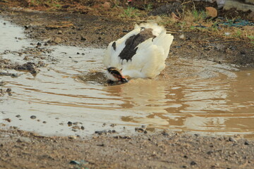 white duck in the water