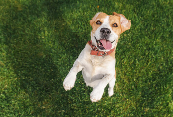 Joyful beagle dog jumping on grass with tongue out and front paws raised, expressing excitement and energy in a bright outdoor setting