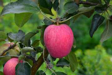 Close-up of a ripe red apple hanging on a tree branch amidst green leaves