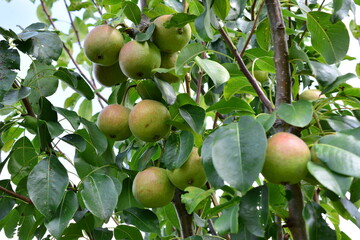 Pear Tree Laden with Fruit close up
