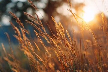 Obraz premium Sunset glows through tall golden grass with soft lens flare and pastel hues, evoking dreamy natural calm.