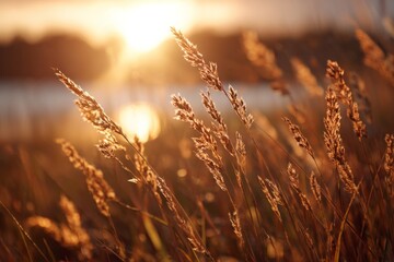 Fototapeta premium Sunset glows through tall golden grass with soft lens flare and pastel hues, evoking dreamy natural calm.