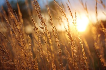 Fototapeta premium Sunset glows through tall golden grass with soft lens flare and pastel hues, evoking dreamy natural calm.