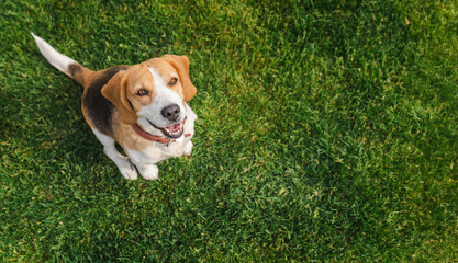 Cheerful beagle dog sitting on a bright green lawn and looking up with a happy expression and alert posture