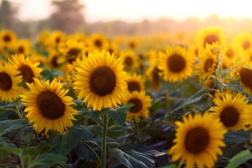 Obraz premium A dreamy wide-angle view of sunflower field, celebrates joy, bloom, and expansive summer light.