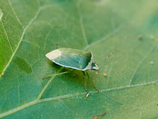 Green stink bug on a green leaf. Nezara viridula