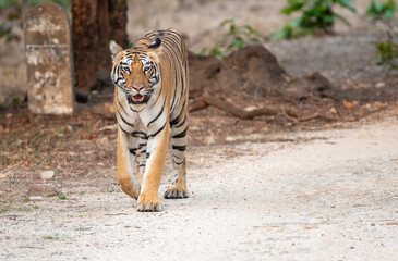 Tiger walking on the forest road. Close up, selective focus.