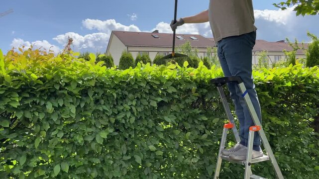 Man rake leaves from bushes and hedges in yard after trimming with an electric hedge trimmer. Gardening and cleaning. Nature and garden care.