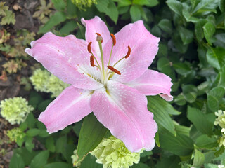 Pink lily flowers in the garden
