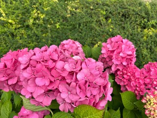 hydrangea flowers in the garden