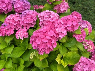 hydrangea flowers in the garden