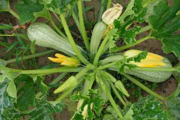 A bush with several green spotted zucchini with flowers, top view. Organic farming. Concept of agriculture and horticulture.