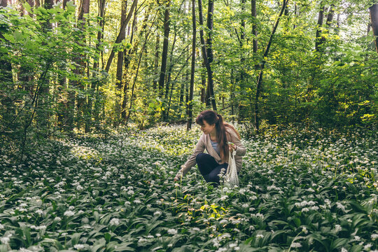 Woman foraging wild garlic in a spring forest with morning light