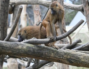 Two guinea baboons on trees