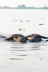 Fototapeta premium dog on the beach