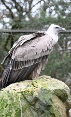 An eurasian griffon vulture on a rocks in high mountain