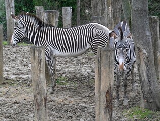 Grévy's zebras standing