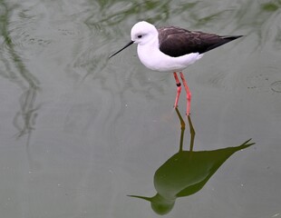 A black-winged stilt in a pond