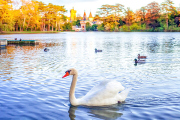 White swan swimming with ducks on autumn lake by Franzensburg medieval castle in Austria